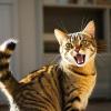 bahasa tubuh kucing