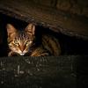 kucing sembunyi