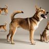 emosi anjing